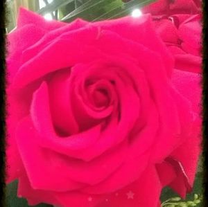 Meet your Posher, Tosha